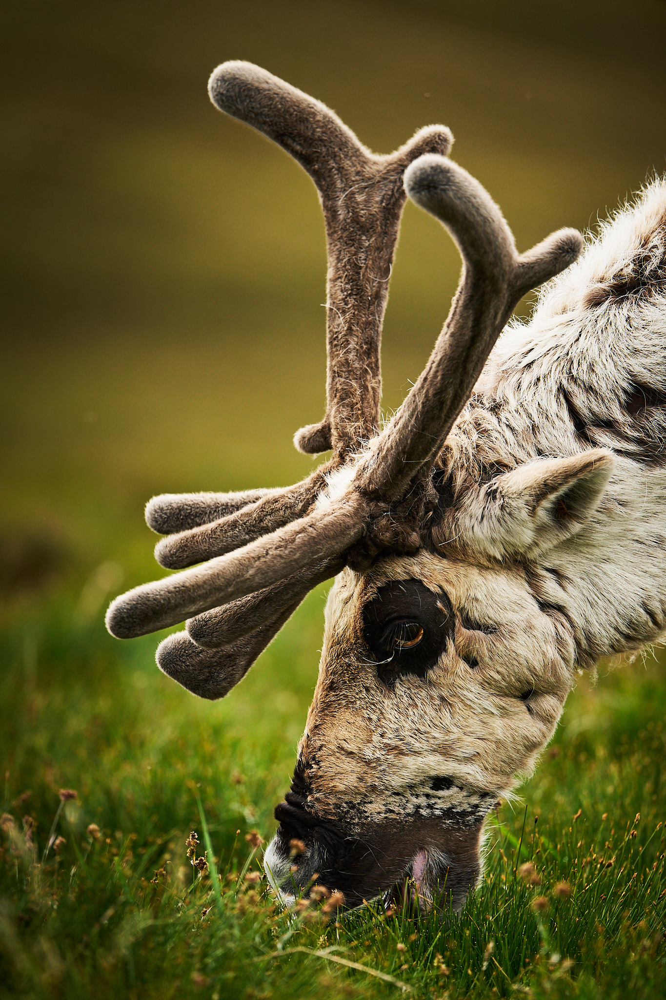 Reindeer portrait